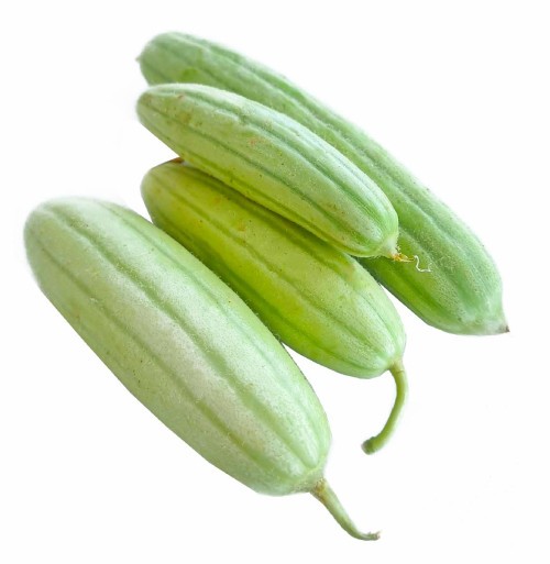 فقوس -محلي