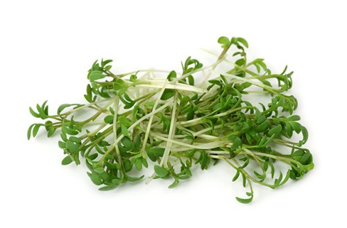 رشاد ضمة