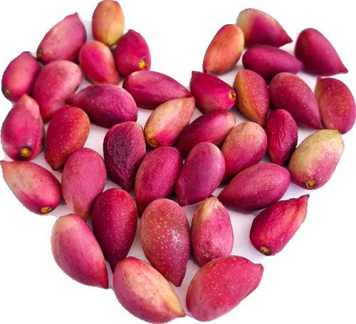 فستق حلبي طازج