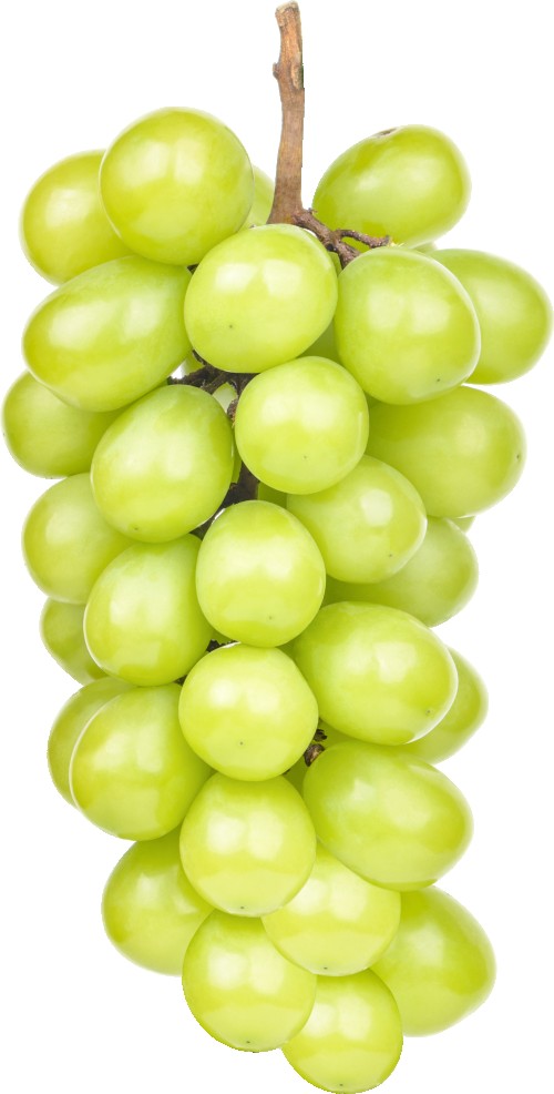 عنب زيني
